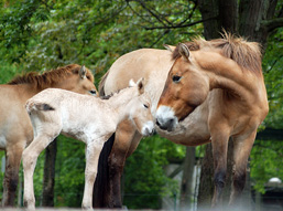 A female Przewalski Horse, side view, is face to face with her young foal. 