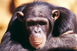 Close-up of the head of a Chimpanzee with its arms crossed, facing the camera. 