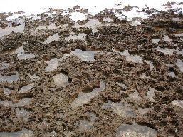 A dead coral reef out of the water.