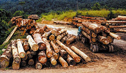 Tree trunks piled up on the ground and on a loading truck. 