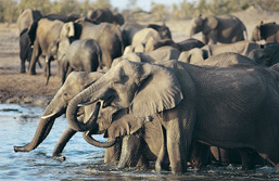 Elephant herd drinking at a waterhole. 