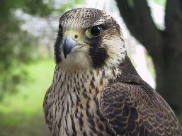 Chest and head side view of a juvenile Peregrine Falcon. 