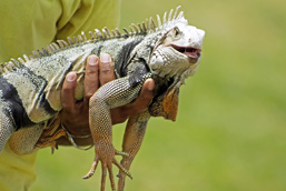 A side view of a Green Iguana held in one hand. 