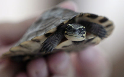 China seizes 620 turtles and tortoises, most endangered, in shipment from Vietnam