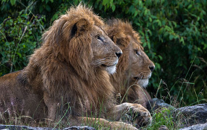 Endangered Species Act protections set for 2 groups of Africa’s lions