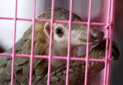 Pangolin 'Medicine' Trade Leading to Rapid Extinction