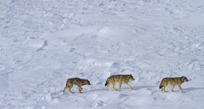 Only 3 Wolves Are Left at Isle Royale National Park