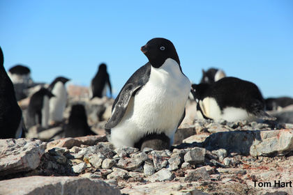 Half of Adélie Penguins Could Be Wiped Out by Global Warming