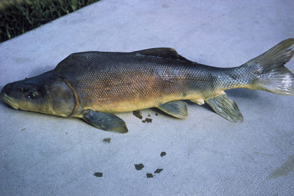 They're Back! Endangered Fish Spawns in Grand Canyon