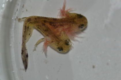 Two-Headed Baby Salamander Isn't Radioactive, But It Is Weird