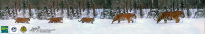 Photo First: Rare Tiger Family Portrait