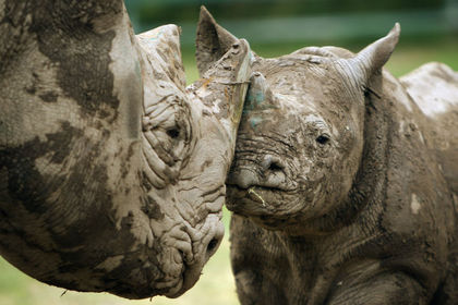 Conservation group aims to reintroduce ‘critically endangered’ black rhino to Chad