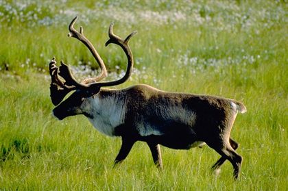 Alberta’s caribou recovery plan draws criticism from environmentalists