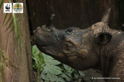 Live Sumatran Rhino Captured in Indonesia