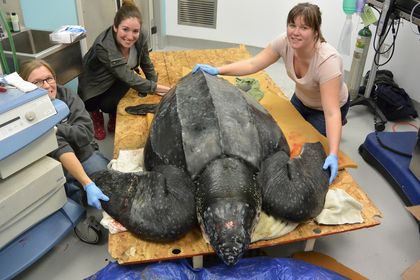 Photos of the Incredible Leatherback Turtle Rescue