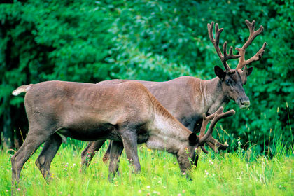 Court upholds controversial changes to Ontario’s endangered species rules