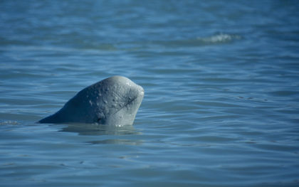 Fisheries Department says people trying to ride beluga whale in Newfoundland