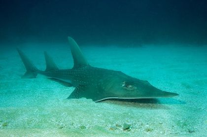 One-Quarter of Sharks and Rays at Risk of Extinction