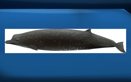 New whale species confirmed in Pacific Ocean