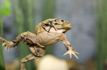 Dying Breed? Zoo Toils to Save Strange 'Scrotum Frog'