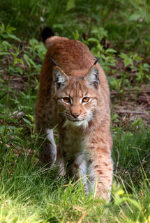 Watch an Amazing Encounter Between Two Deadly Predators (Video)