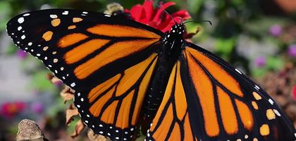 Monarch Butterflies Considered for Endangered Species Status