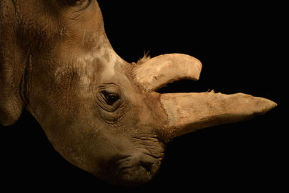 Stem Cells May Save Northern White Rhinos