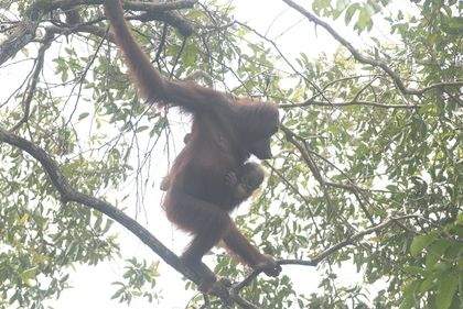 Fires in Indonesia Send Orangutans Fleeing for Safety