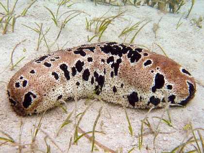 Sea Cucumbers are So Popular in Asia They Face Extinction