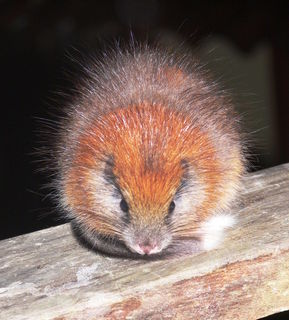 Lollipops Could Lure Elusive Tree Rat Out of Hiding