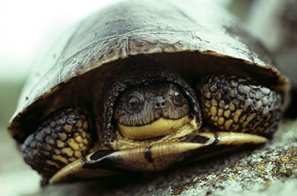 Nova Scotia land protected for endangered turtles