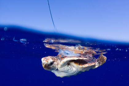 Baby Sea Turtles Go Rogue, Satellite Shows