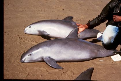 In Photos: The World's Most Endangered Marine Mammal