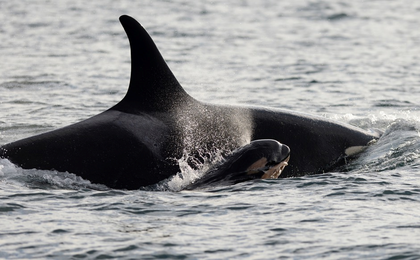 Conservationists thrilled: 6th new baby born to B.C. coast orca pods