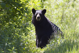 A Black Bear sitting side view in the vegetation faces the camera. 