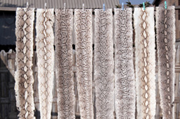 Eight snake skins hang on a line to dry. 