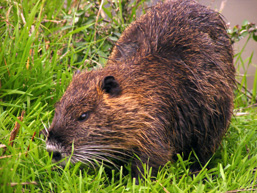 The side view of a Nutria chewing grass. 