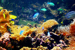 Underwater image of a coral reef with multicoloured corals and fish. 