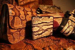 Purse, wallet, snakeskin belt and a whole python skin.