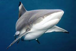 Underwater image of a shark swimming towards the camera. 